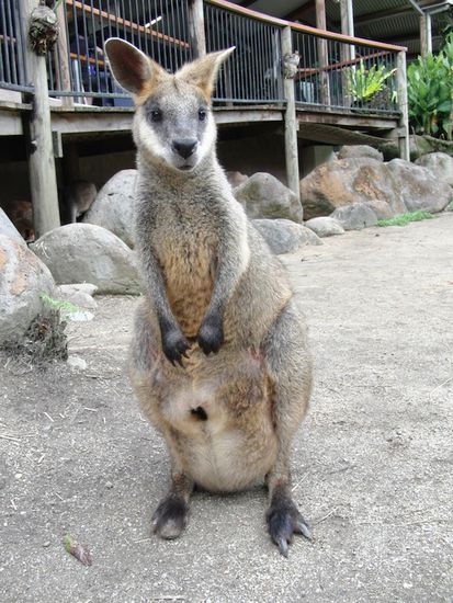 Ein Wallaby