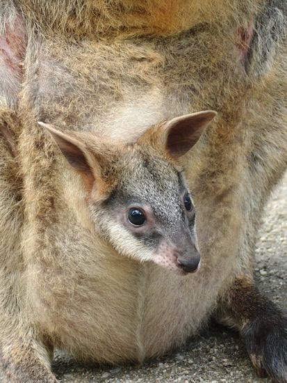 Und ihr Baby im Beutel