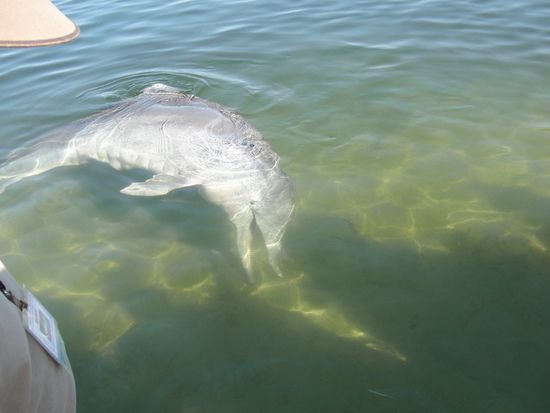 Delfine in der Tin Can Bay