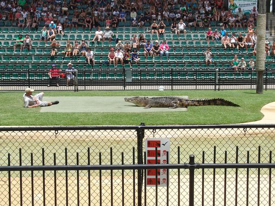 Krokodilfuetterung im Australia Zoo