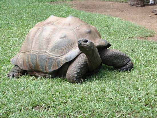 Eine riesige Landschildkroete im Australia Zoo