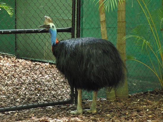 Ein einheimischer Vogel im Norden Australiens: der Cassowary