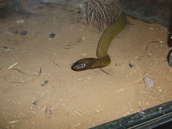 Die gefaehrlichste Landschlange der Welt: der Inlandtaipan