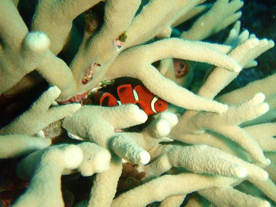 Nemo in seiner Anemone (vertseckt in einer anderen Koralle)