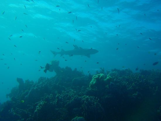 Das ist ein Weissspitzenriffhai