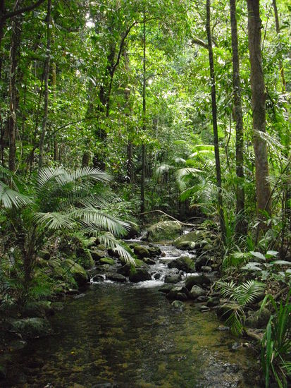 Im wunderschoenen Regenwald