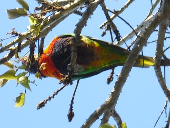 Unser erster Papagei in freier Wildbahn den wir gesehen haben