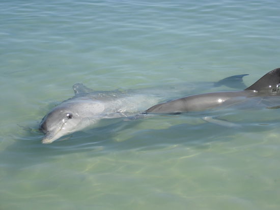 Delphine in Monkey Mia