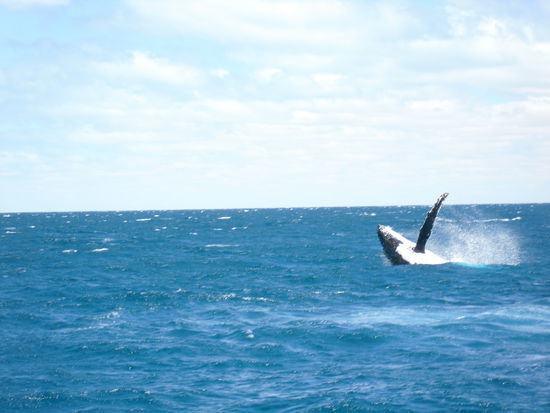 Eines von unseren wenigen Fotos bei der Whale-Watching-Tour