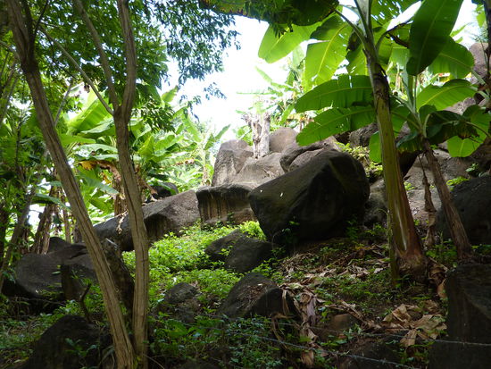 Cool Dschungellife....