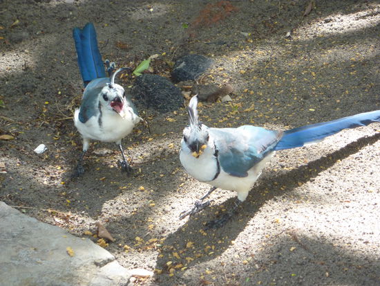 .....hier bin ich wieder, und halte mein Versprechen ein...Der Nationalvogel Nigaraguas, sehr scheu .... aber verfressen ....unser Glueck