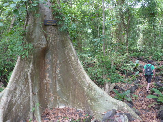 Mitten im Dschungel, diese Baeume wachsen sehr schnell, aber die breite braucht schon was...
