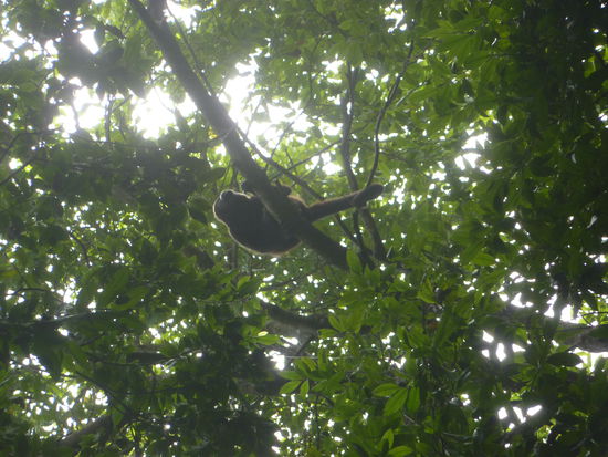 Hier ein Bruellaffe, voll cool,  aaahhhuuuaaahhhuuuuaaahh.....das war der Tarzanschrei...hihihi