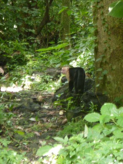 Weisskopfaffe, der, der uns gefunden hat ...lach