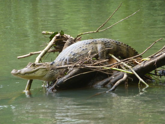 Das war nach unserer Tour im Dschungel, leider war dieser nicht so viel versprechend, aber die Bottsfahrt danach hat es wieder heraus gerissen, wir haben min. 3 von diesen Kerlen gesehen, das ist ein Kaiman.
Danach sahen wir noch ein Krokodil, Otter, Haubentauchen (das sind Voegel die unter Wasser schneller sind wie Fische und diese auch jagen......wir sahen echt soviel war super....achja die Spinnenaffen haben wir auch gesehen...jetzt haben wir alle 3 Arten gesehen....jjjeeehhh 