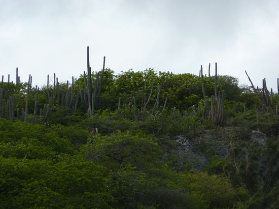 Das hier liegt hinter dem Flughafen von Curacao, .....leider kann ich Euch nicht mehr bieten ......