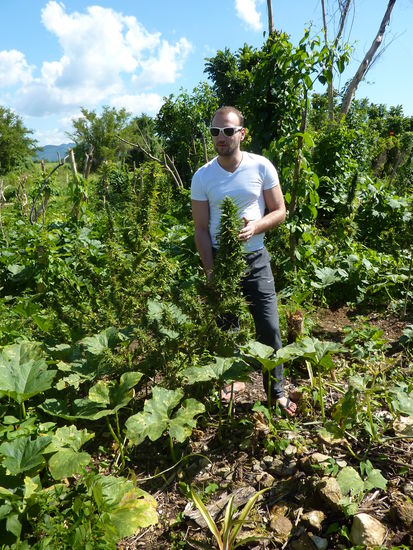 Immanuel an einer Ganschapflanze....lach....und für das haben wir uns den ganzen Stress angetan.....heute kann ich lachen darüber...lach