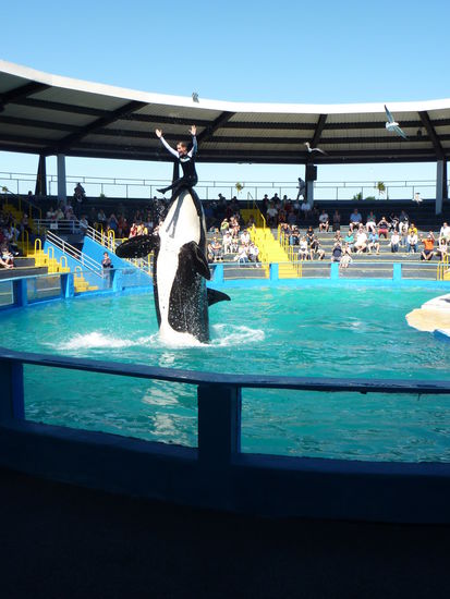 Der Star im Seaquarium.....der Orca, oder Killerwal genannt...das Becken war zu klein!!