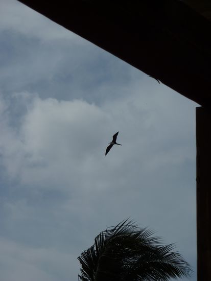 Diese Moewe ist echt riesig, war voll erstaunt, wie man sieht war das Bild kurz vorm Regen. Das kommt hier so ungefaehr 2 mal am Tag vor.