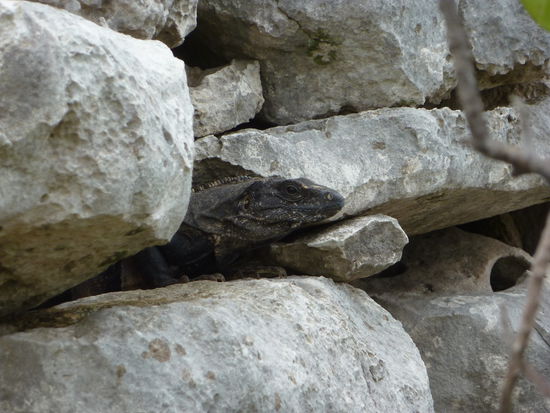 Hier noch was fuer unsere Tierliebhabern, dieser kleine Kerl (ca. 80-90 cm) hat mich voll erschrocken beim Fotografieren. Ich muss nun...ich will nicht schwimmen...Du must...will nicht...du kannst doch schimmen...ok ok also ich schwimm mal heim und wenn ich nicht ersoffen bin in diesem Weltuntergang dann lest Ihr wieder von mir....blub....blub