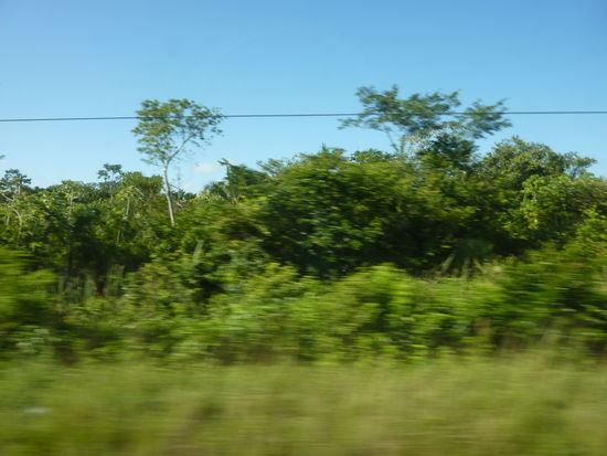 Aus dem Kleinbuss geschossen, der Dschungel von Belize.