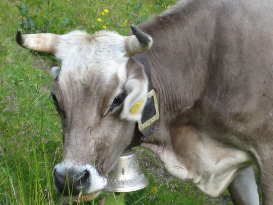 Diese Kuh stand mir im Weg