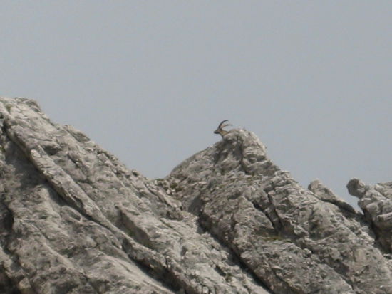 Auf dem Widderstein erwarteten mich einige Widder