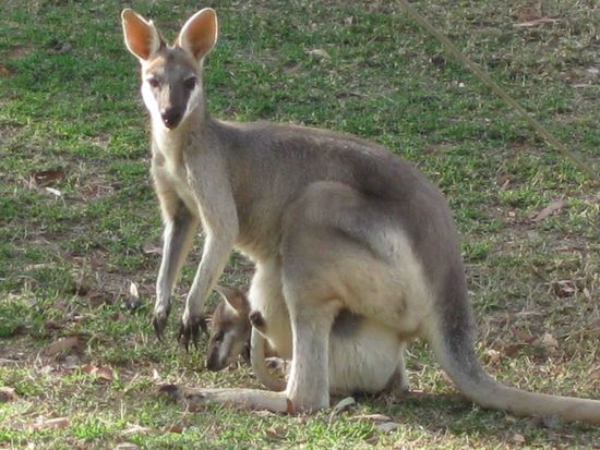 Wildes Kangaroo das gerade mal mit seinem Baby gegrast hat