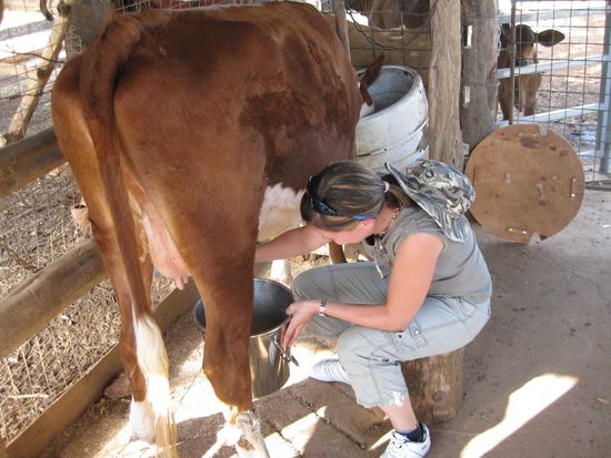Es kam tatsaechlich Milch aus der Kuh!