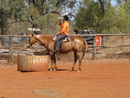 Pferd hat Durst - ich auch!