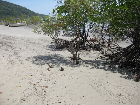 Waehrend der Ebbe kann man zwischen den Mangroven gemuetlich spazieren und tolle Bilder schiessen.