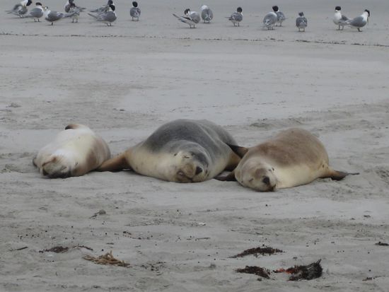 Um moeglichst wenig Fett zu verbrennen muessen die Seals viel schlafen - was fuer ein Leben !