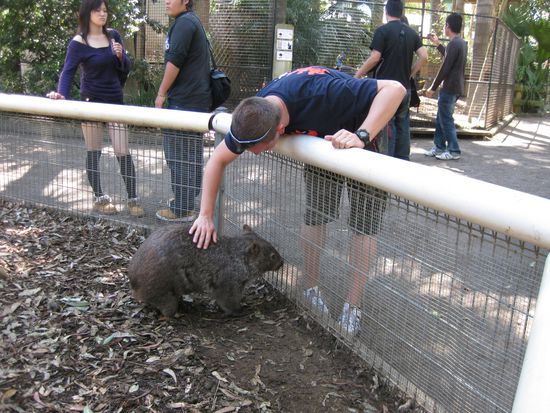 Der hat noch in unserer Sammlung gefehlt: der fette Wombat!