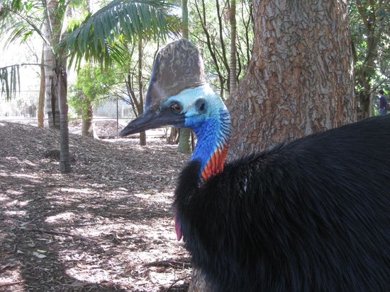...das ist ein Cassowary, ein tropischer Laufvogel der an die Zeit der Dinos erinnert. Extrem gemein und angriffslustig! Wenn man den im noerdlichen Queensland trifft, darf man nicht mal mit dem Auto anhalten. Der versucht sofort den Wagen platt zu machen. Sieht aber toll aus!