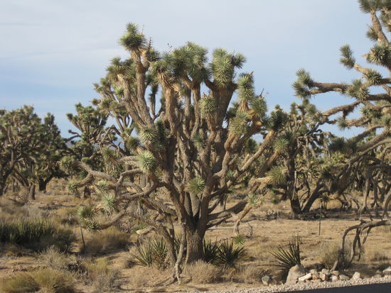 Die berühmten "Yoshua Tree" Bäume