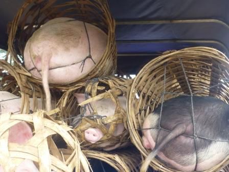 Schweinetransport auf engen Raum