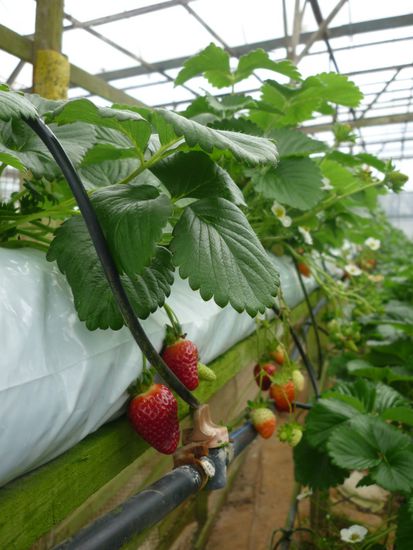 endlich wieder Erdbeeren...