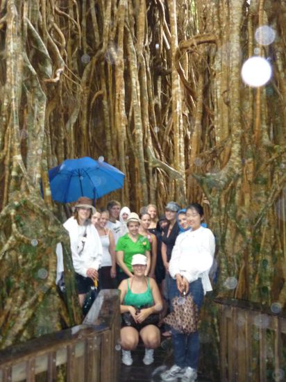 Ein Baum der von oben nach unten waechst, eben Downunder....