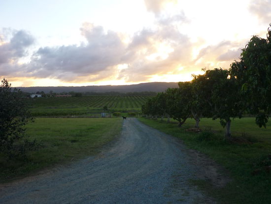 Erdbeeren und Ananas soweit das Auge reicht