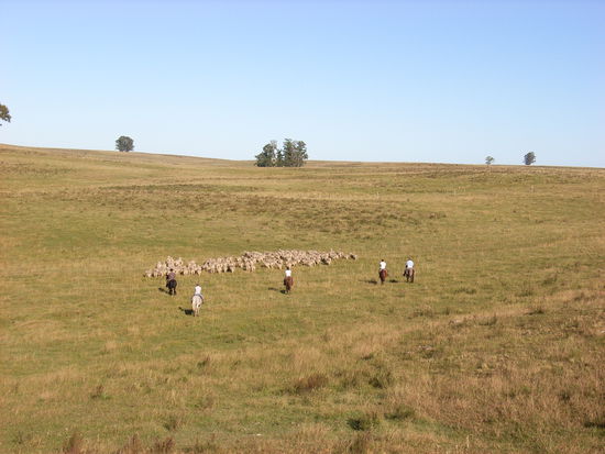 Beim Schafe-treiben...