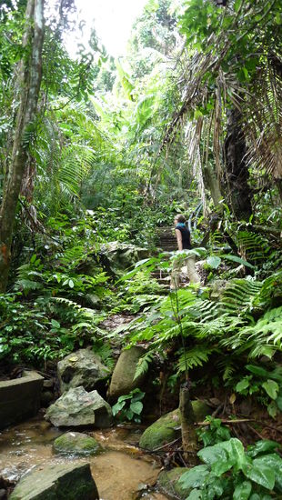 Der Pfad durch den Dschungel