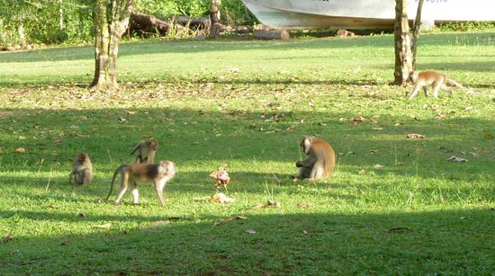 Ich glaub der, der mich so böse angefaucht hat war der 2. von rechts, der da so unschuldig sitzt...