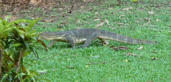 Und ein Waran, der durch den Vorgarten schleicht...