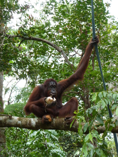 Cool, oder? 2 Arme für Essen, 2 Arme zur Fortbewegung...
