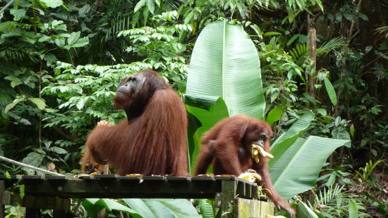 Der große männliche macht sich einfach auf der Fütterungsplattform breit und frisst in Ruhe, der kleine nimmt lieber alles was er kriegen kann mit und verdrückt sich.