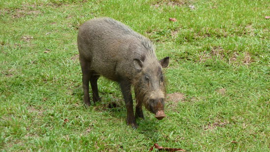 Wildschweine gabs auch, das hier ist Rabuffel.