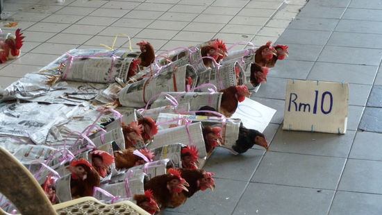 Hähne für 10 Ringgit, etwas mehr als 2 Euro. Säuberlich eingepackt in Zeitungspapier.