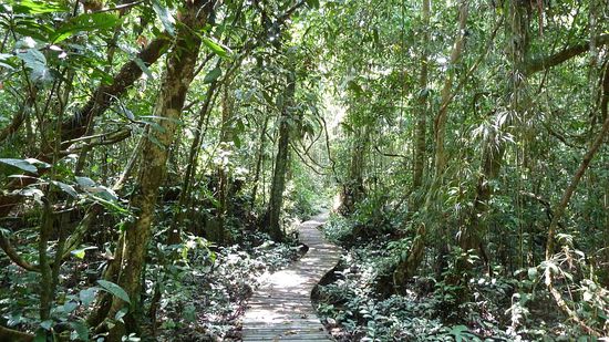 Einer der Plankenwege durch den Dschungel.