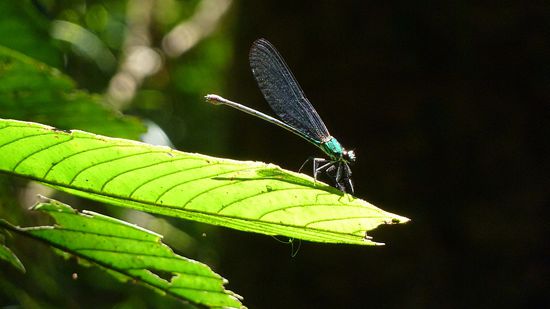 Alle möglichen Viecher waren zu sehen.