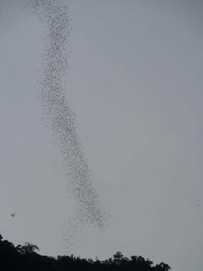 Ausflug der Fledermäuse... da drin müssen wirklich mehrere Millionen leben, da wir viele solcher Schwärme gesehen haben, die im Minuten-Takt die Höhle verlassen haben.